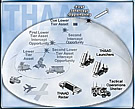 THAAD CONOPS Bubble