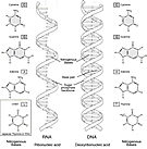 RNA/DNA