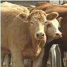 MISC_Beef_Cows.jpg