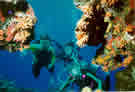 MISC_Bonaire_Scuba.jpg