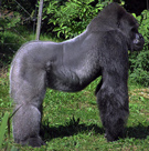 Gorilla