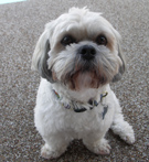 MISC_White_Dog_Sitting.jpg